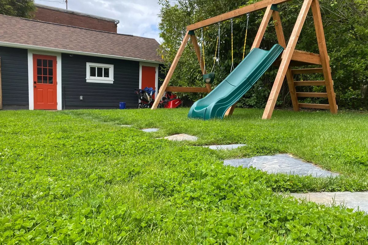 Should You Have a Micro-Clover Lawn?
