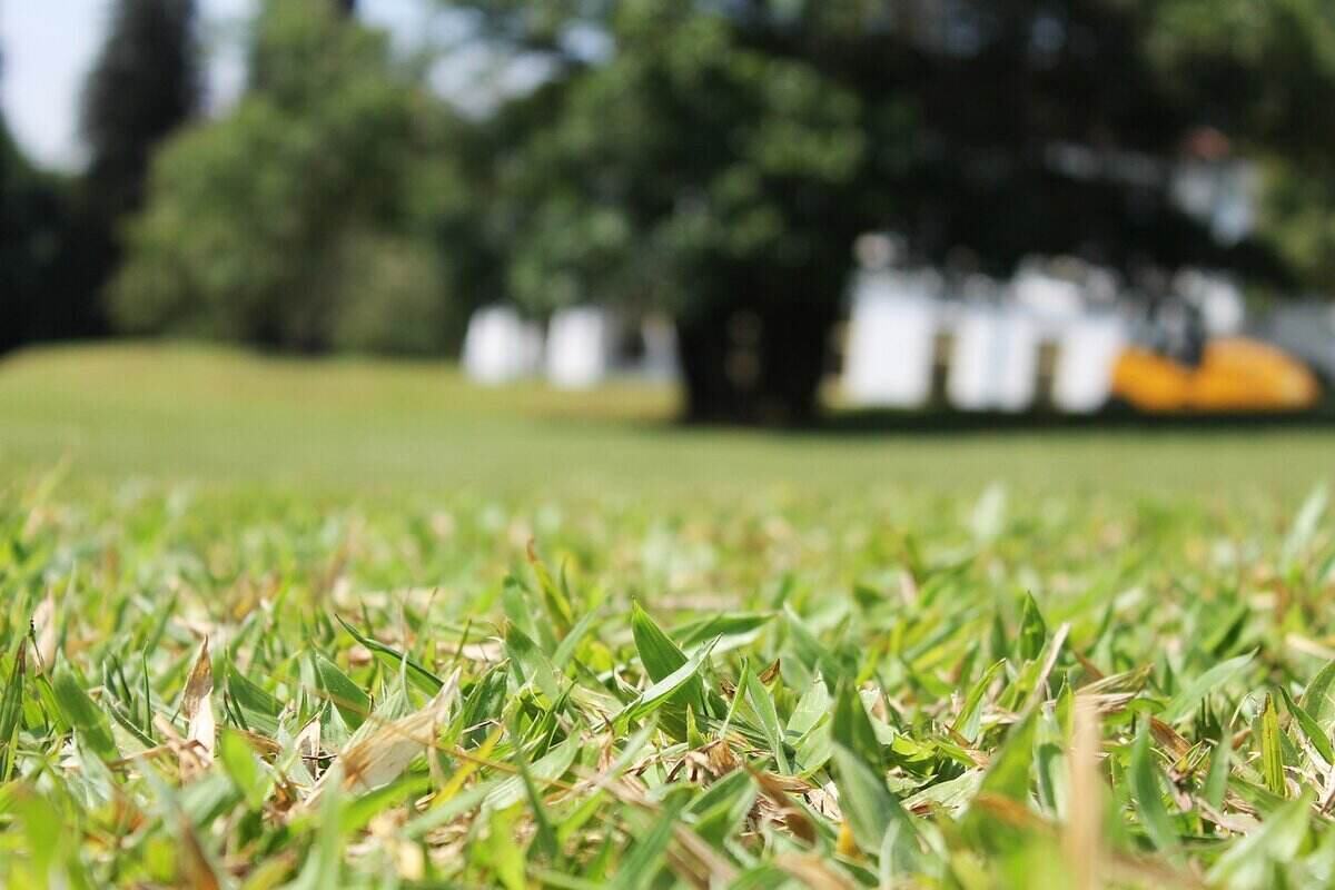 How to Care for Your Lawn During Extreme Summers